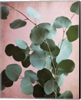 Sage Eucalyptus No. 1 Fine Art Print