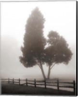 Cedar Tree and Fence Fine Art Print