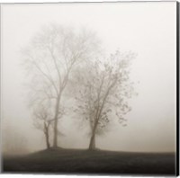 Four Trees in Fog Fine Art Print