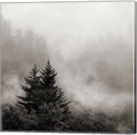 Rising Mist, Smoky Mountains Fine Art Print