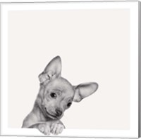 Sweet Chihuahua Fine Art Print