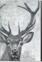 Portrait of a Deer Fine Art Print