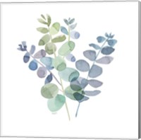 Natural Inspiration Blue Eucalyptus on White II Fine Art Print
