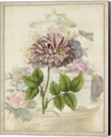 Vintage Rose Bookplate Fine Art Print