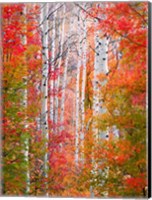 Autumn Passage Fine Art Print