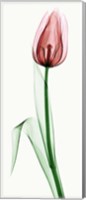 Tulip II Fine Art Print