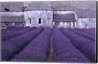 Lavender Abbey Fine Art Print