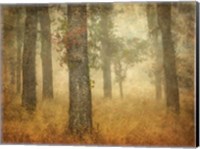 Oak Grove in Fog Fine Art Print