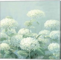 White Hydrangea Garden Sage Crop Fine Art Print