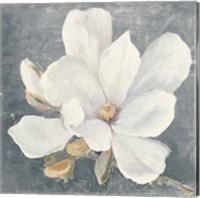 Serene Magnolia Gray Fine Art Print