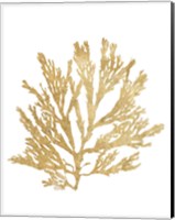 Pacific Sea Mosses I Gold Fine Art Print