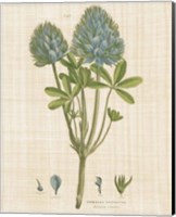Herbal Botany XV Linen Crop Fine Art Print