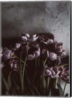 Dark Tulips Fine Art Print