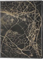 Leaf Skeleton Dark Fine Art Print