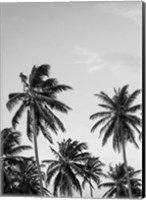 Palms in Grey Fine Art Print
