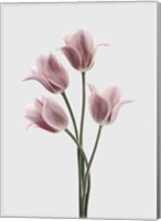 Tulips Pink Fine Art Print