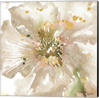 Neutral Watercolor Poppy Close Up II Fine Art Print