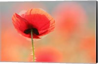 Poppy Dream Fine Art Print