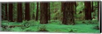 Redwoods, Rolph Grove Fine Art Print