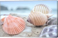 Crescent Beach Shells 10 Fine Art Print