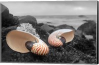 Crescent Beach Shells 2 Fine Art Print