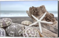 Crescent Beach Shells 5 Fine Art Print