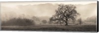 Meadow Oak Tree Fine Art Print