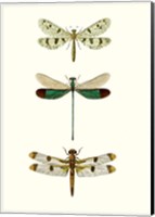 Entomology Series VII Fine Art Print
