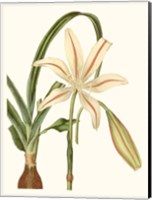 Antique Amaryllis I Fine Art Print