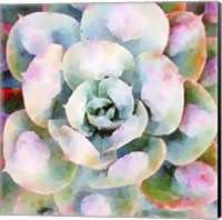 Succulente V Fine Art Print