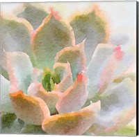 Succulente XI Fine Art Print