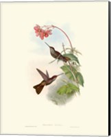 Hummingbird Delight XI Fine Art Print