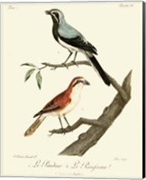 Vintage French Birds II Fine Art Print