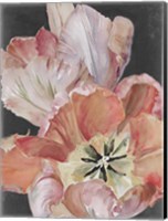 Pastel Parrot Tulips I Fine Art Print