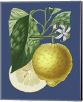 French Lemon on Navy I Fine Art Print