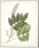 Sage Botanical IV Fine Art Print