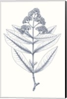 Indigo Botany Study I Fine Art Print