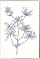 Indigo Botany Study III Fine Art Print