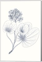 Indigo Botany Study IV Fine Art Print