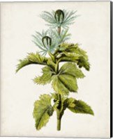 Antique Botanical Study III Fine Art Print