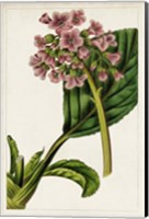 Mauve Botanicals II Fine Art Print