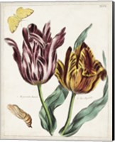 Tulip Classics II Fine Art Print