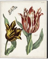 Tulip Classics IV Fine Art Print