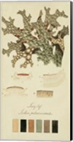 Species of Lichen III Fine Art Print