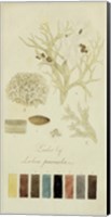 Species of Lichen IV Fine Art Print