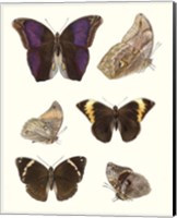 Violet Butterflies II Fine Art Print