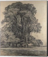Elm trees in Old Hall Park Fine Art Print