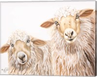 Ba Ba White Sheep Fine Art Print