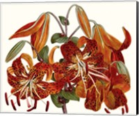 Striking Coral Botanicals II Fine Art Print
