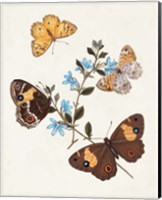 Butterflies & Moths I Fine Art Print